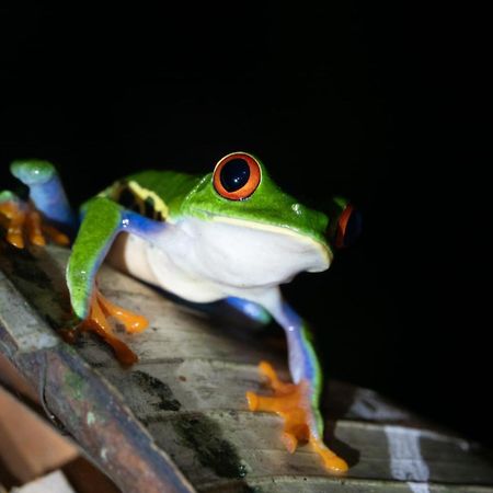 Albergue La Laguna Puerto Jiménez エクステリア 写真