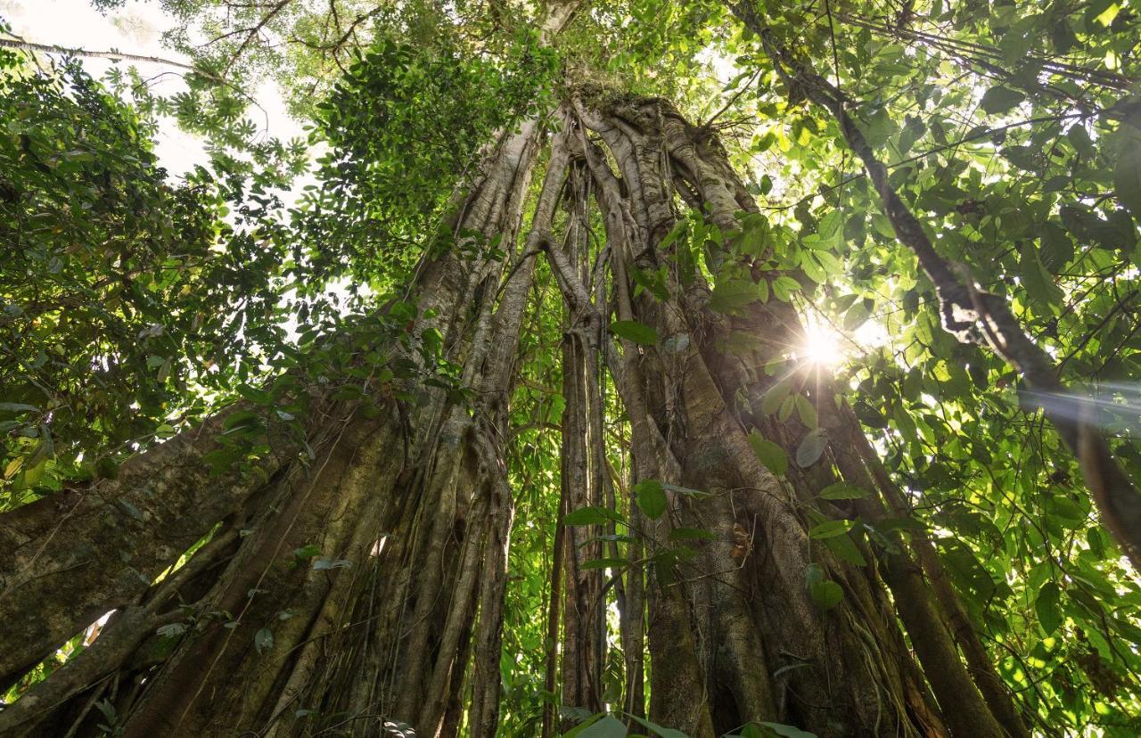 Albergue La Laguna Puerto Jiménez エクステリア 写真